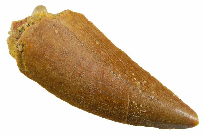 Raptor Tooth - Real Dinosaur Tooth #355536